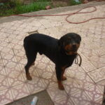 Jethro
